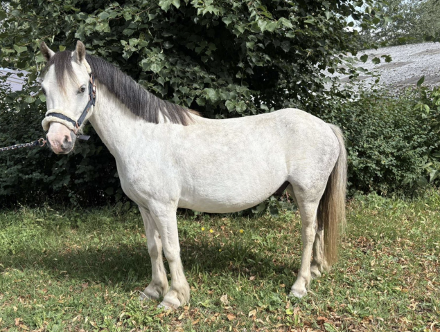 à vendre poney b type welsh