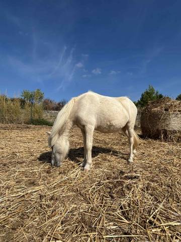 Opale des guilhems, pouliche shetland oc