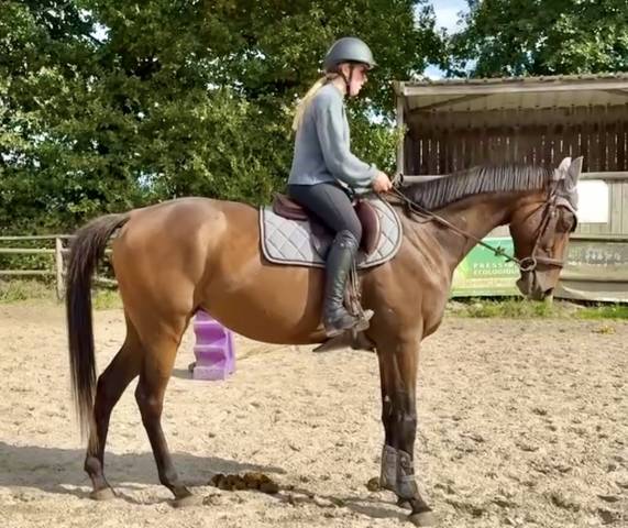 Cheval hongre pur sang de 8 ans