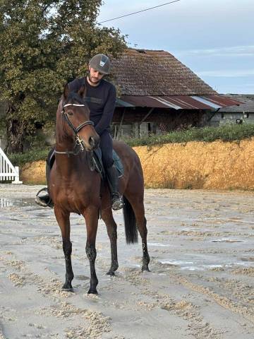 Cheval ps 7 ans 1m60