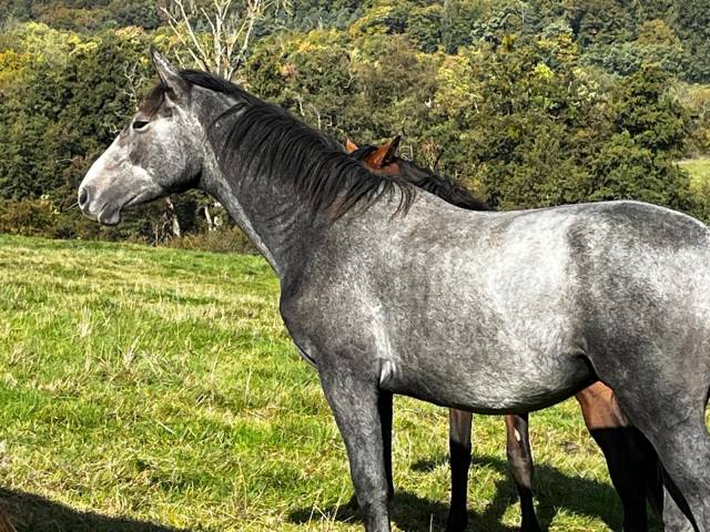 Mâle fils de chacco blue