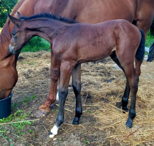 Poulin par grimsky semilly