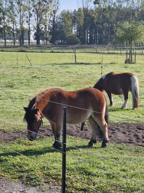 Jeune poney shetland