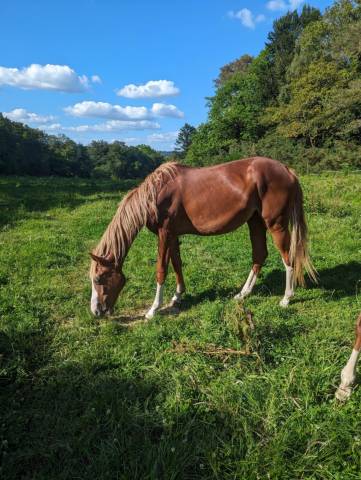 Jument chacoon blue x kannan 3 ans