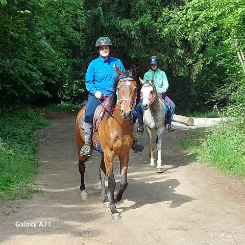 Hongre arabe 3,5 ans