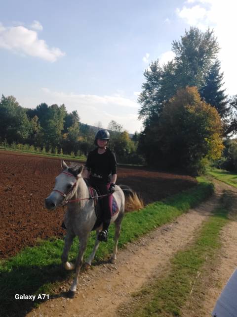 Hongre arabe 3,5 ans