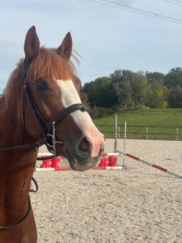 Joli hongre de 5 ans 