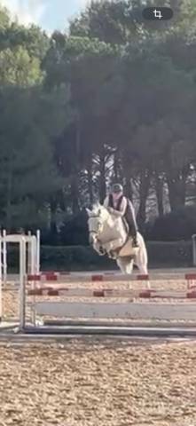 Poney connemara en demie pension à puyricard