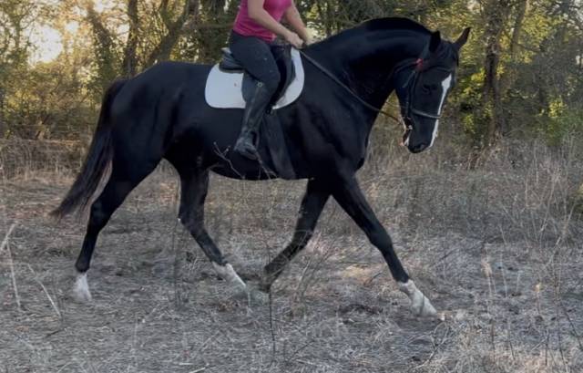 Cheval de rêve hongre noir 1m80 5 ans 