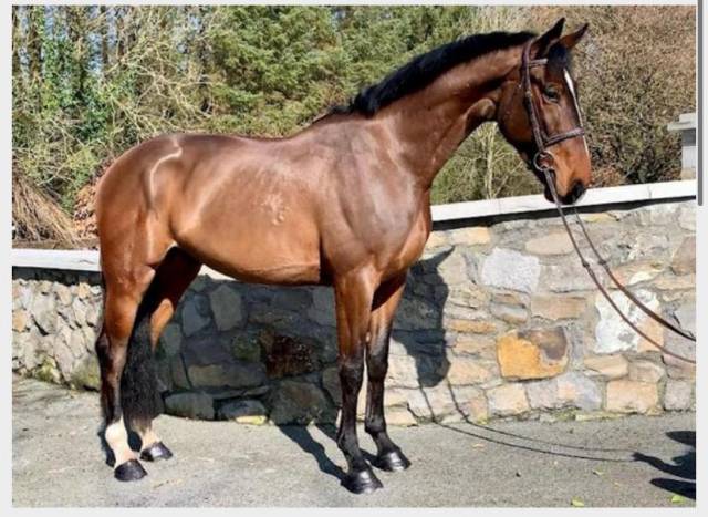 Super gelding for sale
