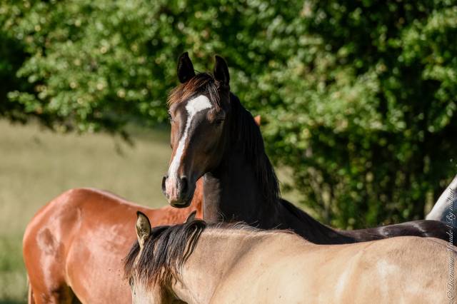Pouliniere hanovrienne 6 ans pleine pour 2026 dressage