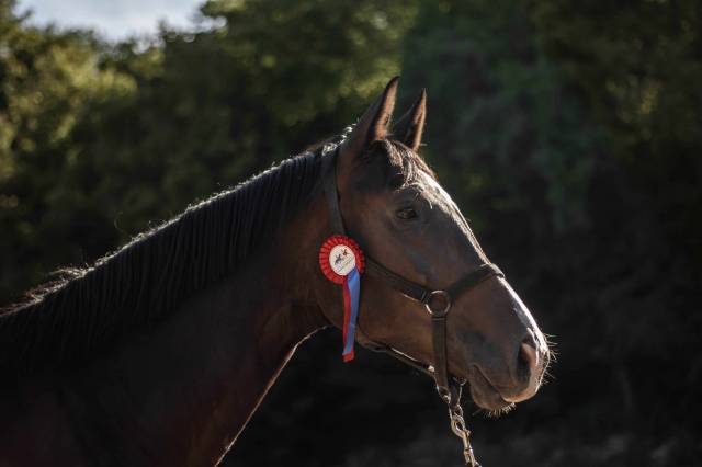Pouliniere hanovrienne 6 ans pleine pour 2026 dressage