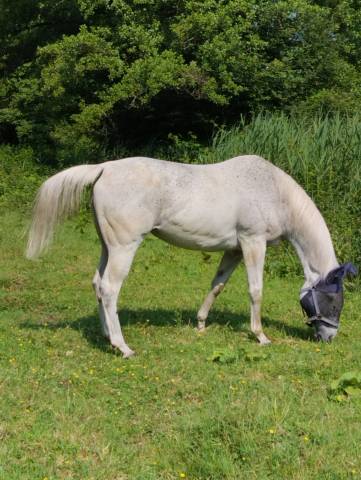 Vends 2 juments ps dont une par martaline