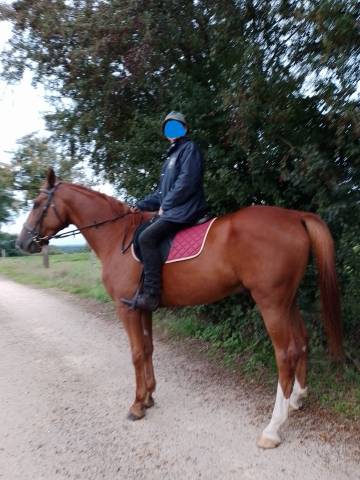 Trotteur français hongre