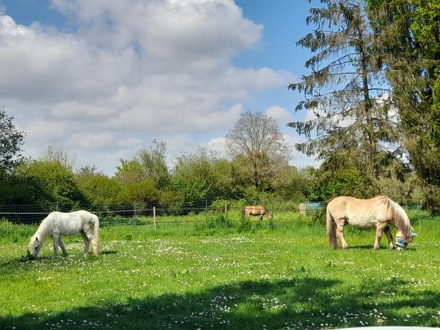 Pension chevaux à la retraite et en soins - saint siméon (77)