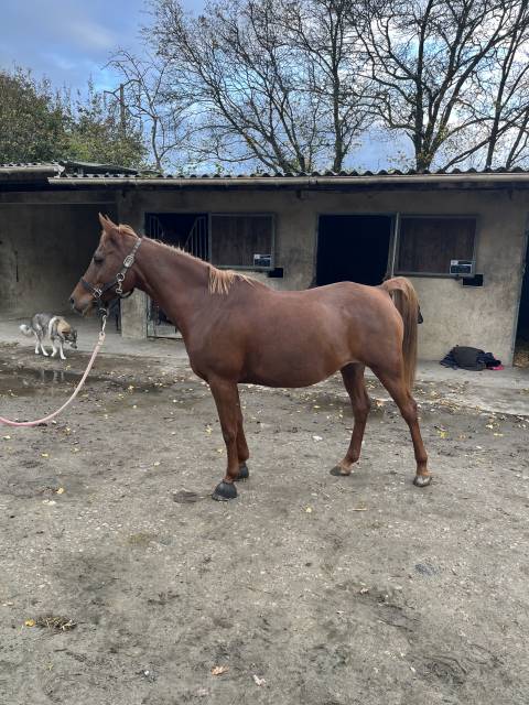 Vends pur sang arabe