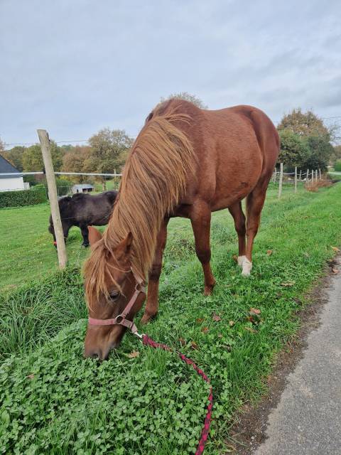 Pouliche new forest de croisement 