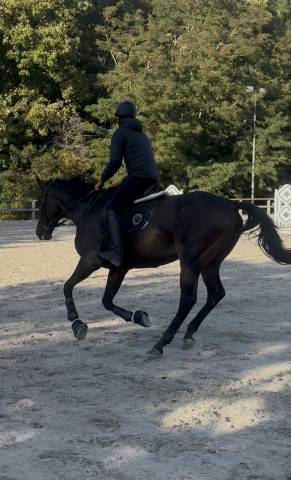 Dp cheval 2x par semaine 