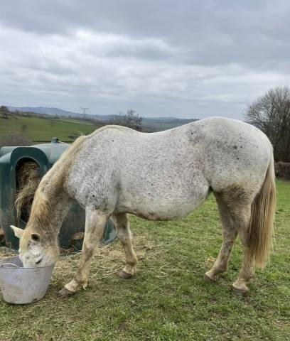 Poulinière sf pleine