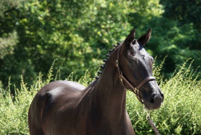 Jument sf glamourdale x fürst heinrich