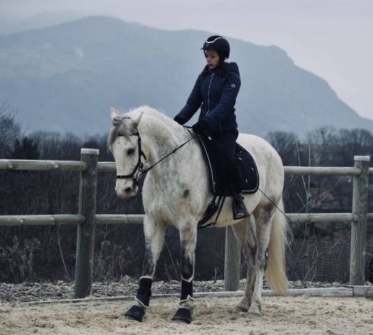 Pur sang lusitanien pp