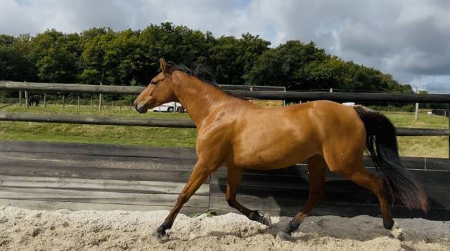 Jument 6 ans a finir de former