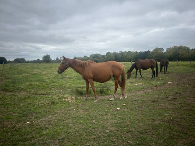 Vasle du verne, jument trotteur français plein papiers