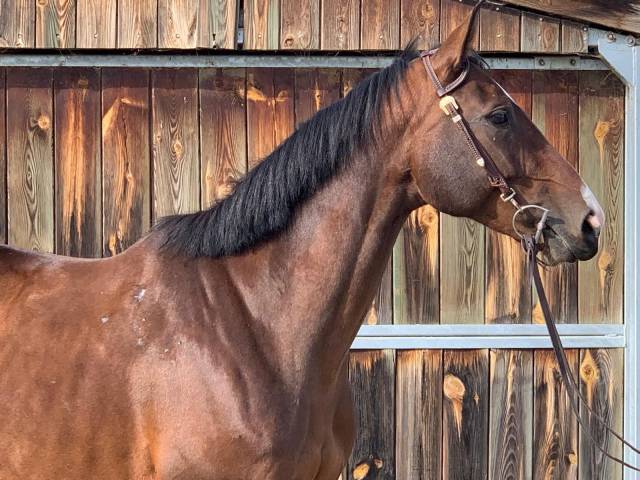 A vendre jument de sport 8 ans