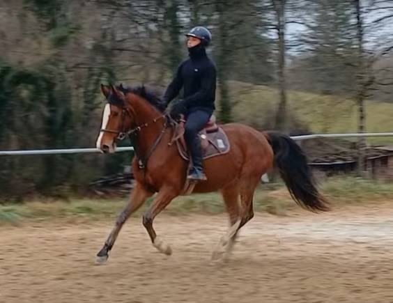 Hongre 3 ans sport petit fils de diamant de semilly 