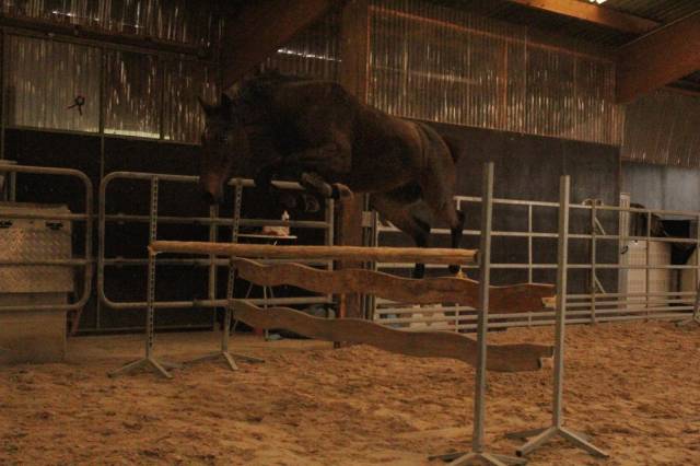 Jument selle française de 6 ans 