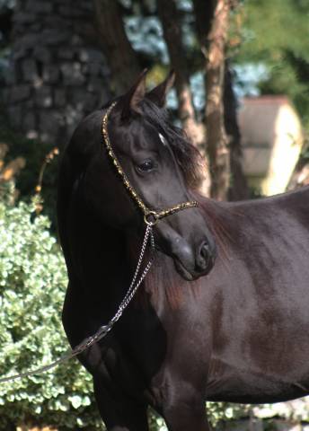 Beautiful tall black homozygous purebred arabian  mare 