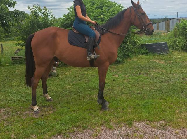Hongre - trotteur français - 7 ans