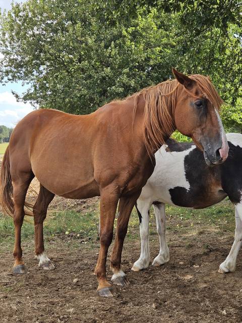 Trotteur francais 19 ans