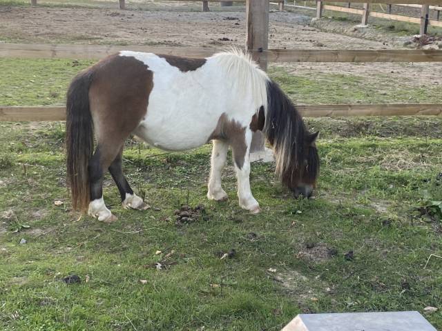 Ponette shetland pp