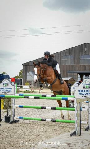 Cheval hongre cso amateur