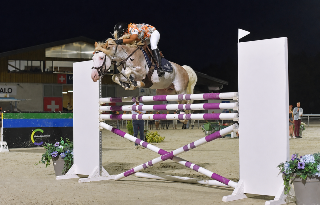 L'hilton d'orchidea : l'hilton stallion - étalon de sport de couleur