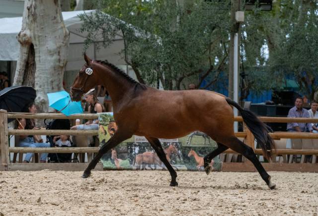 Vente pp lusitanien hongre 3ans et demi