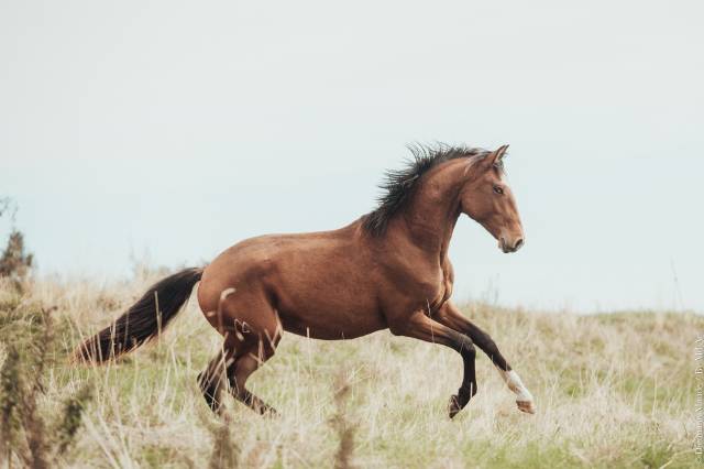 Trilho d'alambre entier pp lusitanien 