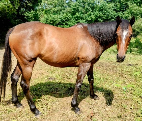 Pur sang mare 13 ans