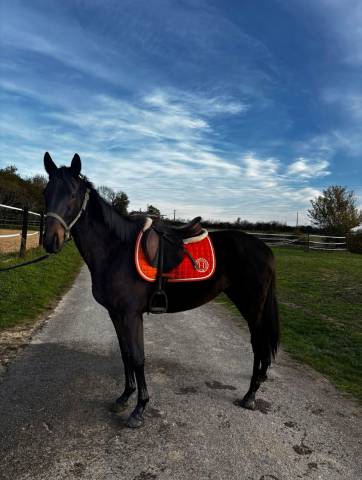 Cheval aqps 4 ans typé sport 
