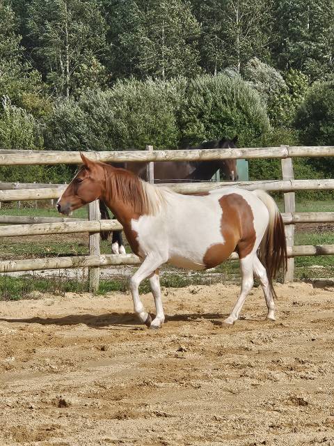 Ponette poulinière pie de 6 ans suite de sa pouliche