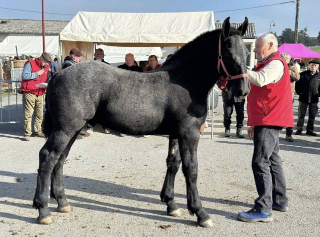 Poulain pp percheron 