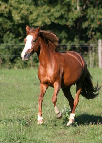 à vendre – jirouette - 6ans - ponette c 135cm- pp aes