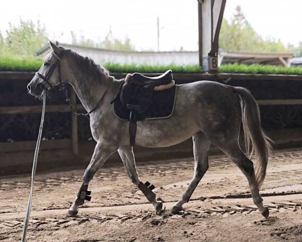  hongre anglo-arabe – 4 ans – env. 1m58  