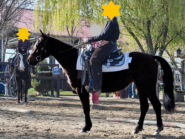 Jument quarter horse loisir 1m45 idéale ado