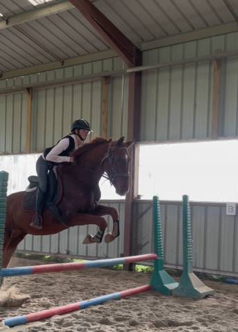 Hongre de sport dsa 4 ans petit prix 