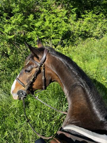 Selle français hongre 