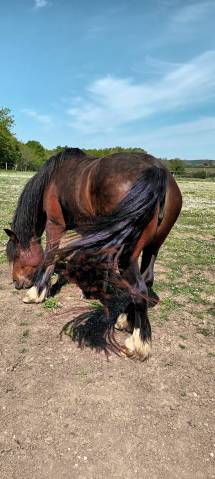 Jument irish cob par bred 8 ans