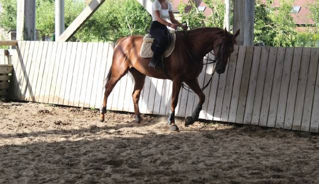 Jument pur sang 4 ans 