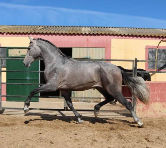 Fenomenal : cheval jeune et de grande taille